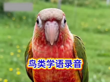 #小太阳鹦鹉 #手养鹦鹉 #鸟类学语录音 #鹦鹉学舌 #会说话的鸟