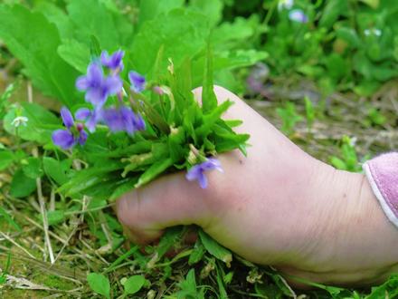春日尝鲜——紫花地丁炒茶,山野里的紫色小野花,春天采来炒成茶,清润回甘,一口喝尽山野春意。#花开见乡村 #抖音新农人 #新农人计划2026 #紫花地丁 #青年创作者成长计划