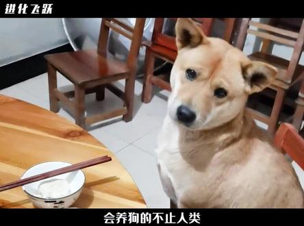 养狗撸猫,沙特的狒狒吃的也太好了 #纪录片 #动物 #猫 #狗