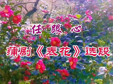 任跟心蒲剧《表花》选段#蒲剧名家名段 #蒲剧经典唱段 #蒲剧