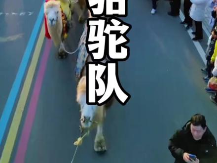 东天山骆驼队到三门峡陕州地坑院啦,路上全是人,你去了吗?#东天山骆驼队 #丝绸之路#三门峡#陕州地坑院