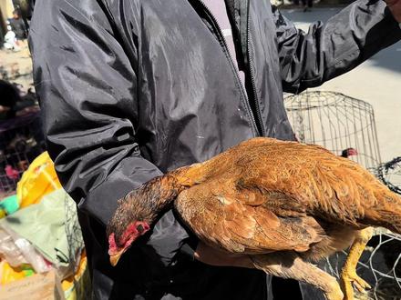 小春市场赶集,发现了一只漂亮的大金母鸡,老板开价把我整懵了 #珍珠鸡 #保护动物 #斗鸡文化 #斗鸡爱好者 #母鸡 #斗鸡 #母鸡下蛋