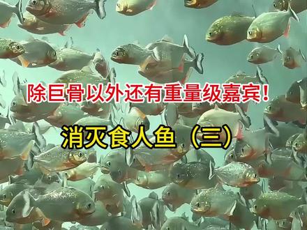 食人鱼vs巨骨舌鱼(三) 巨骨开始反击了!#巨骨舌鱼 #水虎鱼 #食人鱼 #阿权玩猛鱼 #水族