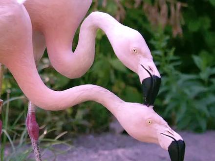 为什么棒棒糖上有孔,火烈鸟:我们中好像混入了一个奇怪的东西 #野生鸟类摄影 #火烈鸟 #保护鸟类 #奇妙的动物