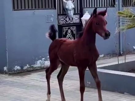 马也是很可爱的一款动物来的#马 #动物 #搞笑#娱乐评论大赏