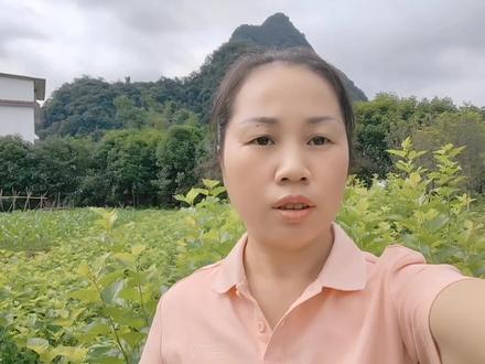 桑葚扦插成活率到底高不高#桑葚#三农 #农村