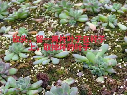 #多肉 #多肉植物 #记录多肉生活 多肉的砍头繁殖