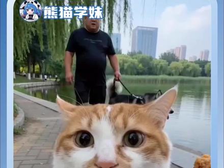 万一小猫练了很久呢#搞笑 #抽象 #玩梗