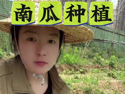 南瓜打顶产量高,瓜多果大收成好!#南瓜 #南瓜种植 #南瓜种植技术 #南瓜管理 #南瓜高产