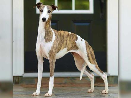 适合#懒人 伴侣犬的#运动 健将#惠比特,究竟是多可爱的一种存在?
#气质这一块拿捏死死的 #狗狗