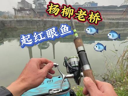 #钓鱼的乐趣只有钓鱼人懂 #户外钓鱼 #野钓 花生红眼鱼就这么好玩
