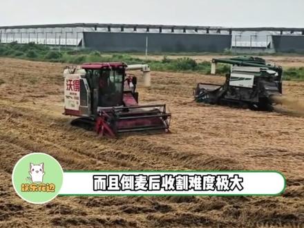 天灾之下,没有赢家,只有两难#湖北 #麦收 #人间真实 #湖北收割