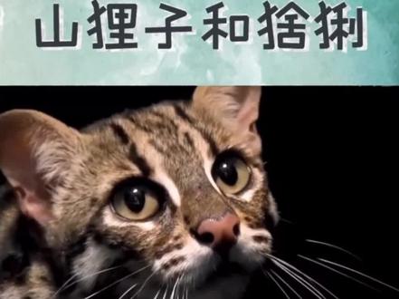 @猞狸和山狸子的区别