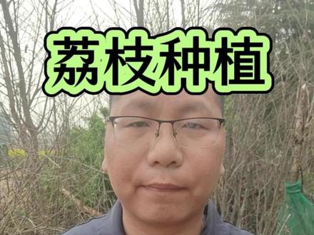 荔枝保果做的好,今年产量才能高#荔枝种植 #荔枝管理 #荔枝 #荔枝保果