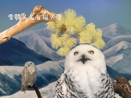 #带你走进画里 #动物世界 这大哥长得漂亮。雪鸮又名白猫头鹰。