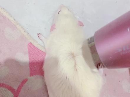 2026,1月29日。我的鼠鼠死掉了… 统一回复:鼠鼠是我直播间看中的,迄今为止养了两年了,猫咪是鼠鼠养了两三个月我领养的。我是确定了猫咪的性格并且驱车几十公里,去原主家看过了确定了才接回来养的,一起养的时间里并没有任何的问题。它们关系很好,猫咪喜欢看它们吃饭,鹅蓝色鼠鼠偶尔会假装欺负猫咪。但是并没有很过分,浙江最近降温,我的猫咪都是和我朋友睡一起,我醒了出门给猫咪换尿垫,给它们喂粮食才给猫放出来,也是猫放出来之后我发现了鼠鼠的尸体的。在鼠鼠尸体旁边我也看到了倒着的圣诞树,所以我猜想它不是被冻死的,圣诞树是塑料的去年买的,碰一下就会倒。可是,白色鼠鼠很少出来玩的…如果我的猫会吃我的鼠,我也不会笼子门常年开着了。我的宠物性格一直都很好,陌生人都可以随意摸随意抱的!!!它们打闹也不是严重的那种!!!还有,我的灰鼠鼠并不是胖子,地雷,卡车,猪。我会给我的白色鼠鼠忏悔的,我会祈祷它早登极乐的,是我对不起它。#花枝鼠