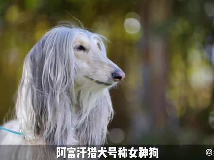 全球身价最高的10种狗(2) #狗狗 #宠物 #动物