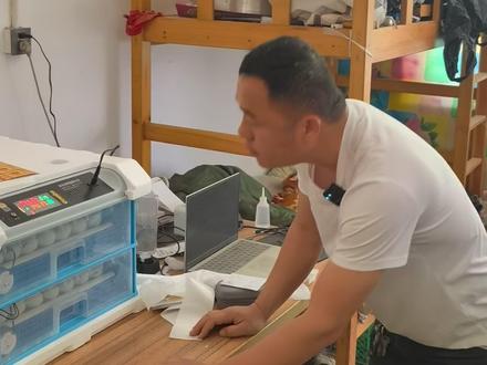 鸡种蛋孵化全过程 #孵化 #孵化鸡蛋 #孵化小鸡 #散养鸡