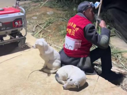 农场偷甘蔗,农业发展新模式 #三农 #乡村生活 #户外