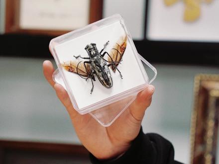 超详细的昆虫标本教程!有手就行一学
👩🏫八步教会你制作一个超级炫酷🌟🆒🌟的云斑白条天牛标本
所需工具🔧🔧
标本针:用于固定甲虫躯干,触角及步足造型
展翅板:用于固定甲虫的泡沫板
速干胶:用于拼接被拆解的甲虫标本
硫酸纸:用于固定甲虫膜翅
镊 子:用于调整甲虫的触角、步足、附节、掏空内部组织
剪 刀:拆解甲虫时所需
相 框:用于装裱干燥好的标本,使其能够更长久保存
樟脑丸粉末、棉花
🥳🥳🥳
#昆虫标本 #亲子互动 #研学旅行 #科学育儿 #标本制作