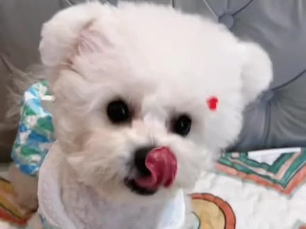 比熊叫声的含义,姐妹们进来听听看!#创作灵感 #比熊 #比熊宝宝 #养狗经验分享 #小狗狗能有什么坏心思