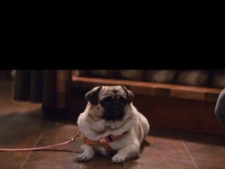 这段咋这么搞笑呢#霍建华 #他为什么依然单身 #电视剧推荐