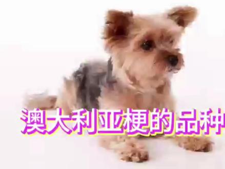 澳大利亚梗的品种介绍#萌宠 #狗狗 #萌宠出道计划 #宠物 #粉丝一千万