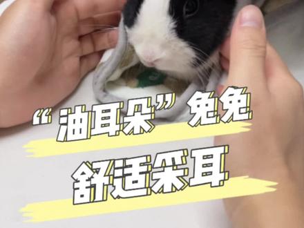 兔兔经常挠耳朵?“采耳”安排!
#宠物医院 #宠物医生 #宠物 #兔子