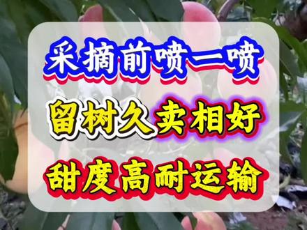 桃树留树保鲜 #桃树管理 #桃树 #果树管理 #增产增收 #三农种植