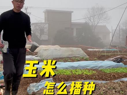 玉米怎么播种?出苗快出苗齐?#种菜#关注我一起学种菜 #种植小技巧 #家庭种菜#我爱种菜