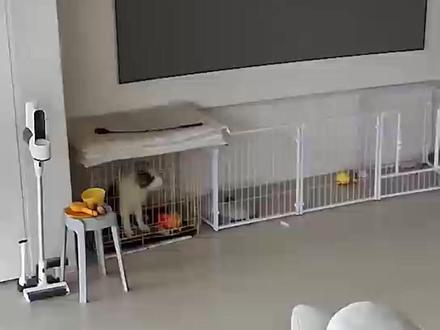 边牧到家的一个月,我老公彻底崩溃了! #边牧 #铲屎官崩溃