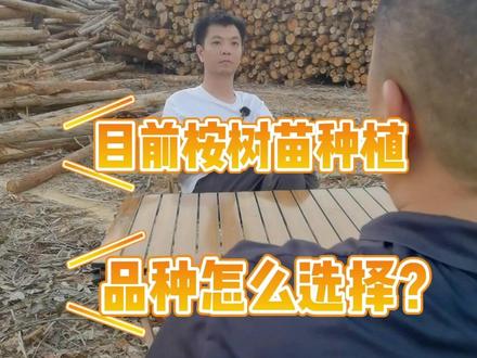 桉树苗种植品种怎么选择?#桉树 #桉树种植 #桉树肥