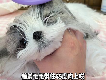 给毛孩梳毛常用的针梳来啦 日常开结 洗澡之后拉毛都可以用
#宠物针梳 #针梳 #马尔济斯 #西施犬