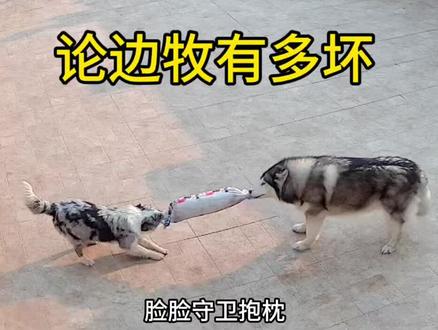 陨石边牧是真缺德,纯劣等狗#陨石边牧 #哈士奇