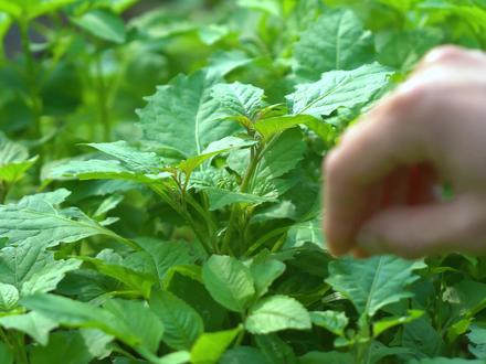 听村里老人说,在以前饥荒的年代,这种野生白花菜可是珍贵的食物,现在很少人吃了#乡村守护人 #新农人计划2022