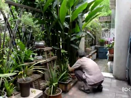 怎么样用艳山姜梗制作麻绳?