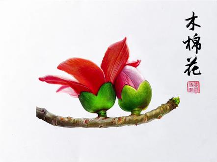 彩铅画-木棉花 #画画 #彩铅画教程 #木棉花