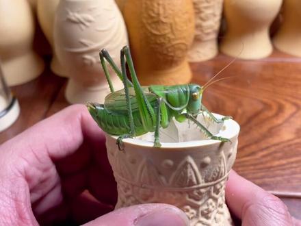 新脱十五天之内的虫都叫潮膀,期间拉膀开叫是潮膀音儿,低温受寒是寒膀@抖音小助手 #鸣虫文化 #蝈蝈