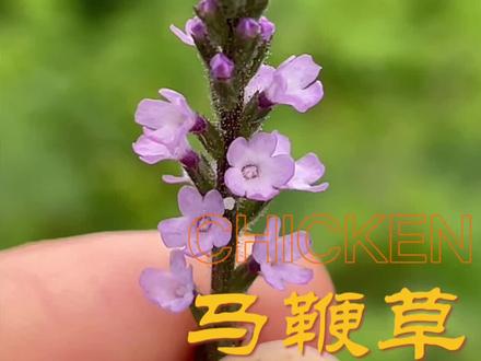 俗话说,农村有一宝,就是马鞭草。我们又叫他铁马鞭,你的家乡还有吗?#植物科普 #马鞭草 #内容启发搜索 #涨知识,#强烈推荐@抖音小助手