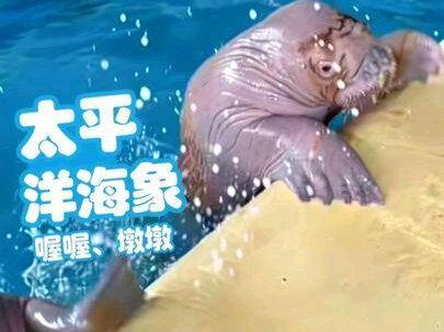 #珠海横琴长隆海洋王国 墩墩的力量还是大点,喔喔还要锻炼锻炼#母乳喂养重要性#力量训练@动物朋友圈