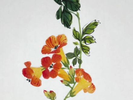 写意凌霄花的画法#跟着抖音学画画 #国画也抖音 #一起学画画 #国画 #写意花鸟