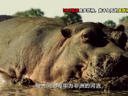 河马粪便有多恐怖,成千上万的鱼群被憋Si(下)