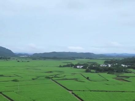 中国甘蔗之乡—广西崇左市#科普 #甘蔗之乡 #广西崇左 #旅行大玩家