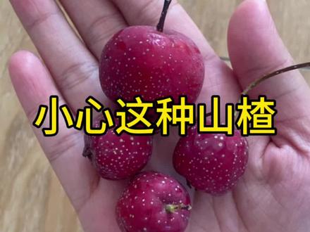 爱吃山楂的小心中招 #胃结石 #小山楂中毒 #小山楂#山里红山楂