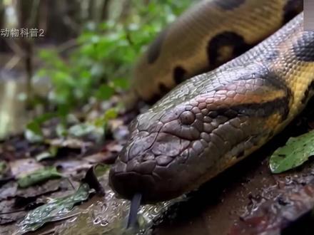 亚马逊丛林野生动物——巨型水蟒的母性本能 #动物成精 #自然界动物各种奇特捕食画面大全 #扭角羚 #蜥蜴 #鳄鱼