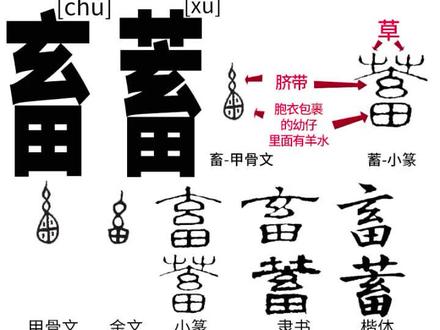 畜蓄 #说文解字 #识字 #牲畜 家畜产仔,脐带连着胞衣