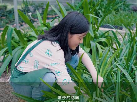 一个方法,让朱顶红一球变成一百球——切球繁殖,新手谨慎!塔莎繁育负责人手把手教学~@抖音小助手 #朱顶红 #花卉绿植 #爱生活爱养花 #塔莎的花园