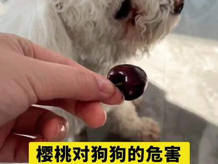 樱桃对狗狗的危害#宠物知识#宠物科普#养狗知识#养狗科普#养狗