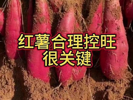红薯控旺增产管理方案#红薯控旺 #红薯种植 #红薯