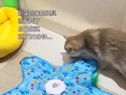 猫咪五角星玩具2026新款多功能逗猫棒捕猎游戏罩自嗨解闷互动玩具 #好物推荐🔥 #猫咪的迷惑行为 #猫咪玩具 #猫咪捕猎玩具 #多功能猫咪玩具